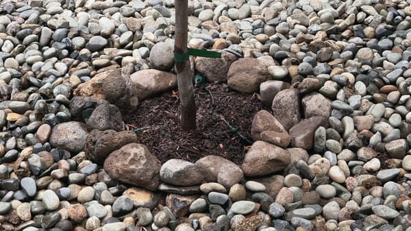 River rock ring around a young tree