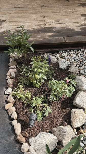 Rock-edged planting bed with young plants